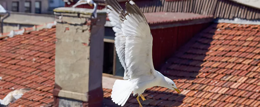 Residential Chimney Animal Removal Solution in Cave Spring, VA